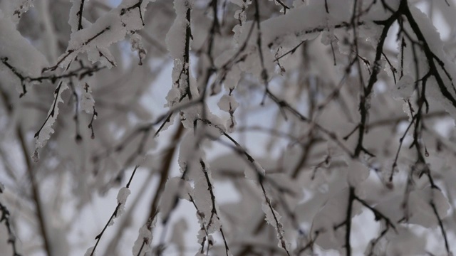 在冬天的森林里，树枝被雪覆盖视频素材