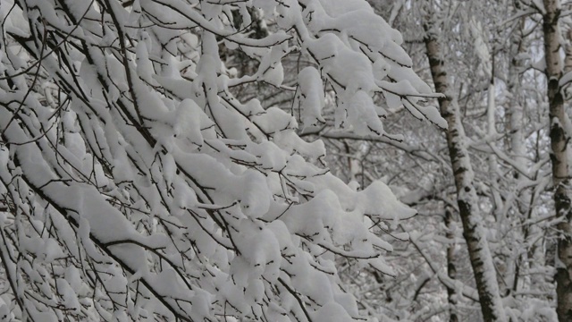 在冬天的森林里，树枝被雪覆盖视频素材