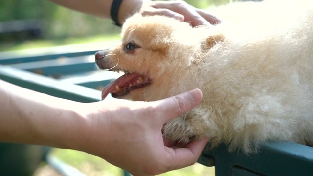 博美犬给他的男性主人爪子视频素材