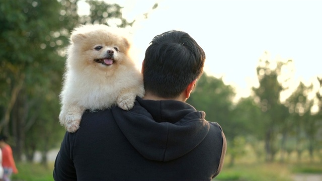 在公园里，一只博美犬骑在它最好朋友的肩膀上视频素材