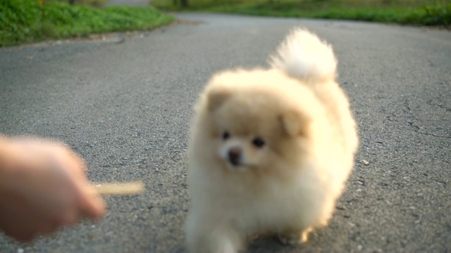 喂博美犬吃零食视频素材