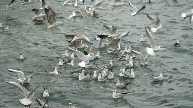 慢镜头里的海鸥视频素材