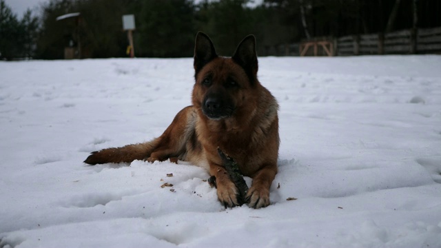 长毛愤怒的德国牧羊犬在冬天的晚上的雪地上享受他的木制奖杯视频素材