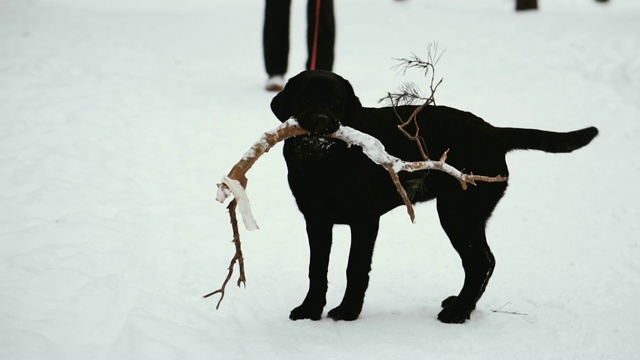 一只拉布拉多犬咬住了牙齿视频素材