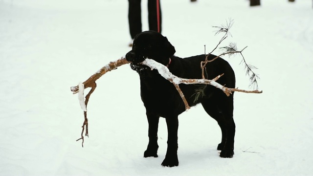 一只拉布拉多犬咬住了牙齿视频素材