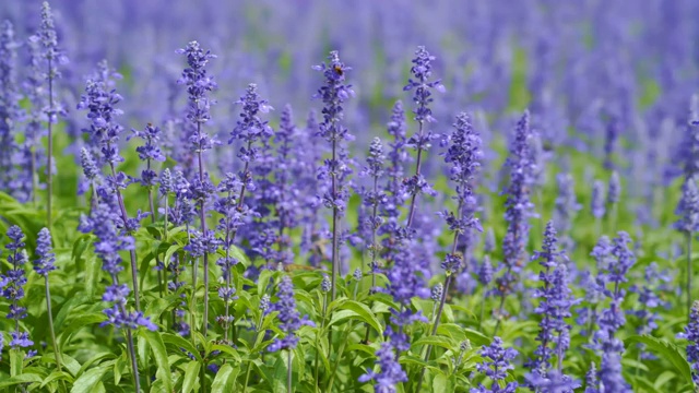 蜜蜂从鼠尾草花中吸取糖浆视频素材