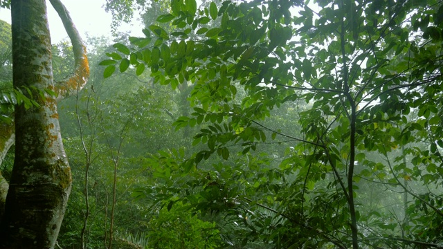 热带雨林中的热带雨视频素材