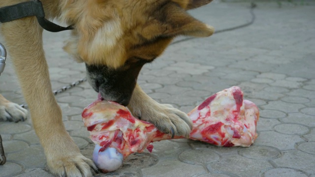 一条链子上的巨大德国牧羊犬在院子里吃着一根大骨头和肉视频素材