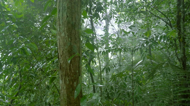 热带雨林中的热带雨视频素材