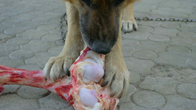 一条链子上的巨大饥饿德国牧羊犬在院子里吃着一根大骨头和肉视频素材