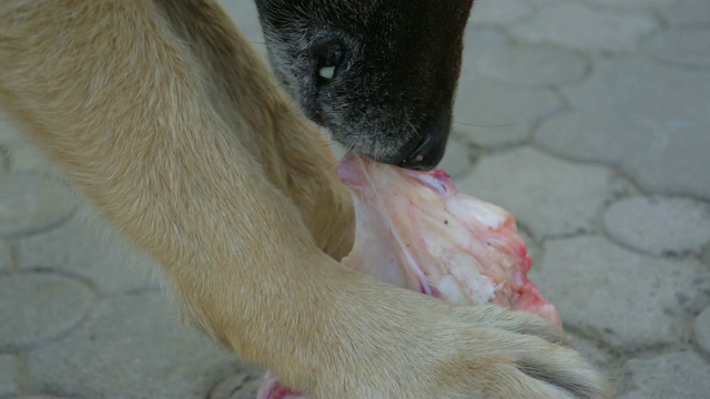 院子里拴着链子的巨大德国牧羊犬从骨头上咬下一块块肉视频素材