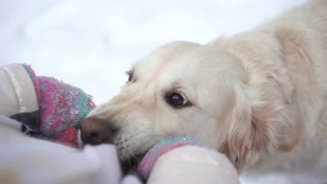 大自然中的宠物——一只美丽的金毛猎犬在白雪覆盖的森林里与主人木棍玩耍视频素材