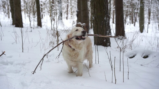 大自然中的宠物——一只美丽的金毛猎犬在冰雪覆盖的森林里啃着树枝视频素材