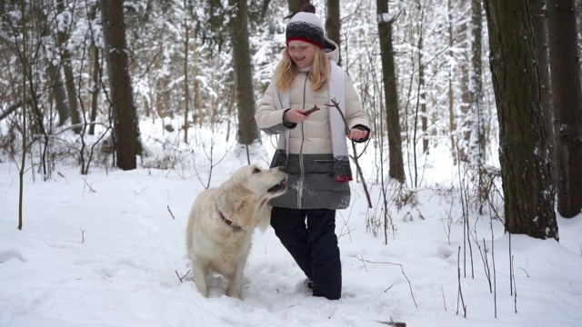 大自然中的宠物——一只美丽的金毛猎犬在白雪覆盖的森林里与主人木棍玩耍视频素材