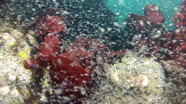 水下:蝌蚪游泳附近的珊瑚礁，红海藻和海洋生物视频素材