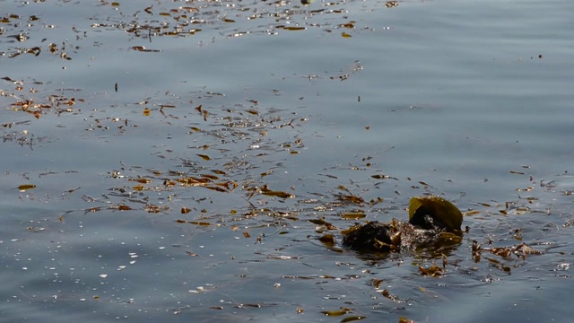 海獭在海藻床上游泳视频素材