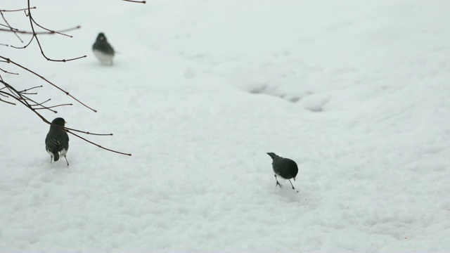 雪视频素材