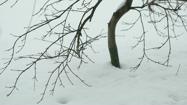 雪视频素材