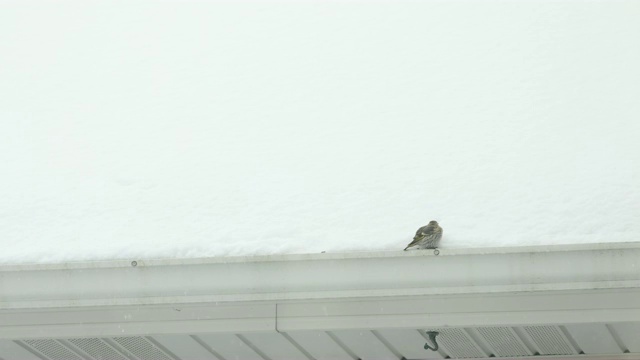 雪视频素材