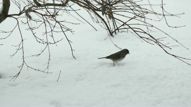 雪视频素材