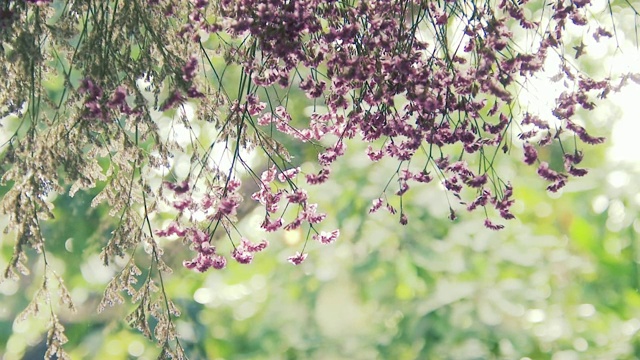 近距离观看一组白色、绿色、粉红色和紫色的花朵和叶子，色彩斑斓，分辨率为4K。视频素材