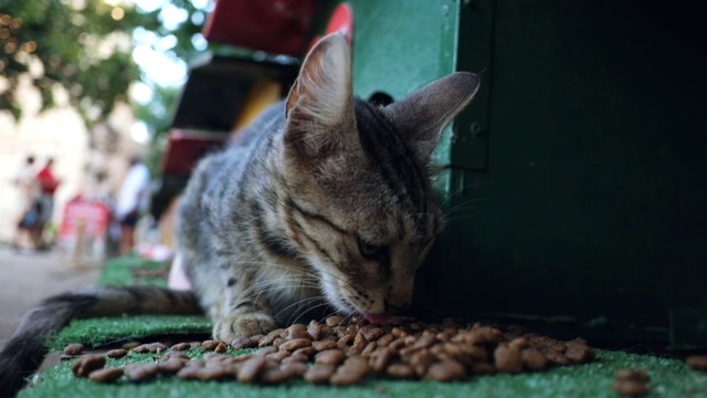 猫在户外吃东西视频素材