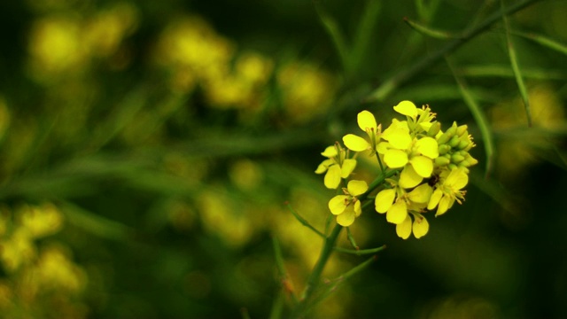 油菜视频素材