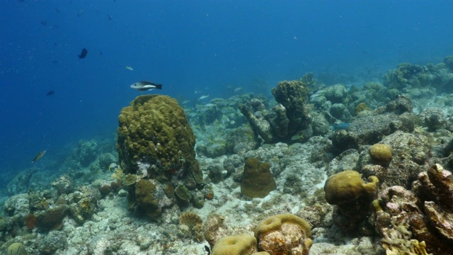 珊瑚礁海景在加勒比海库拉索岛附近的潜水地点雷霍有各种各样的珊瑚和海绵视频素材