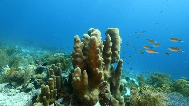 加勒比海库拉索岛附近的珊瑚礁海景，在斯库拉索潜水点有柱状珊瑚和海绵视频素材