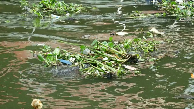 河上漂浮着垃圾和水葫芦视频素材