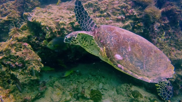 水下极度濒危的玳瑁海龟(Eretmochelys imbricata)，泰国视频素材