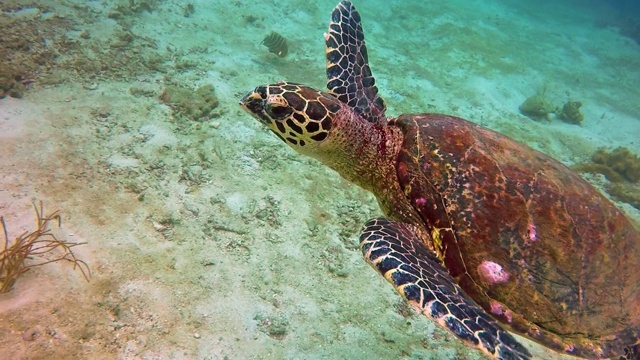 水下极度濒危的玳瑁海龟(Eretmochelys imbricata)，泰国视频素材