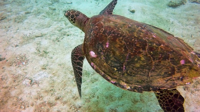 水下极度濒危的玳瑁海龟(Eretmochelys imbricata)，泰国视频素材