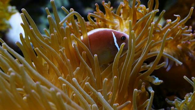 小丑海葵鱼，Amphiprion ocellaris，在革质海葵，杂色crispa，实时4K视频素材