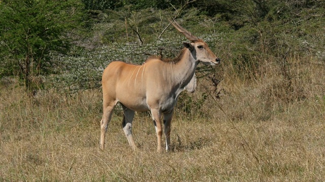 伊兰角，牛头tragus oryx，大草原的成年动物，肯尼亚内罗毕公园视频素材