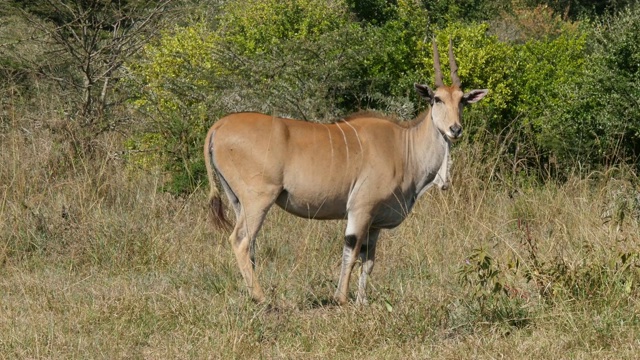 伊兰角，牛头tragus oryx，大草原的成年动物，肯尼亚内罗毕公园视频素材