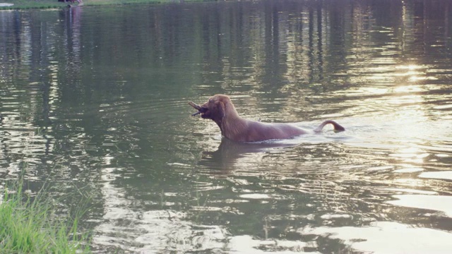 4k，金毛猎犬在湖里游泳视频素材