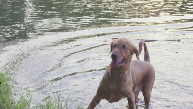 4k慢动作，金毛猎犬在湖里玩视频素材