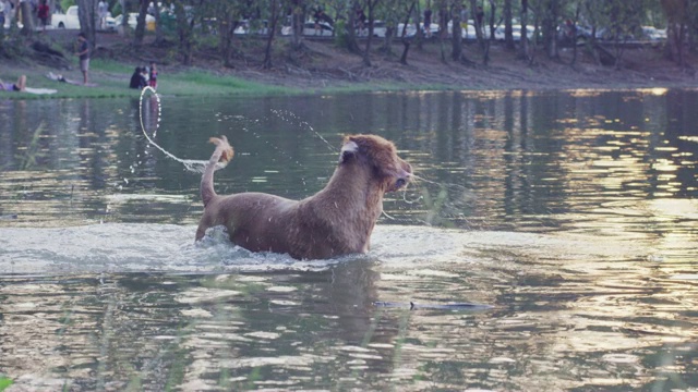 4k慢动作，金毛猎犬在湖里游泳视频素材