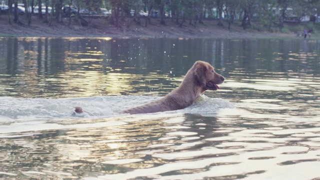 4k，金毛猎犬在湖里游泳视频素材