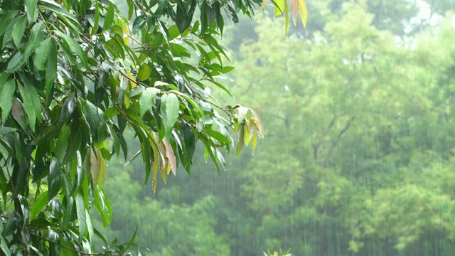 在热带森林里下雨视频素材