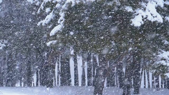 下雪的背景在冬天松林与下雪的圣诞树。慢动作视频素材