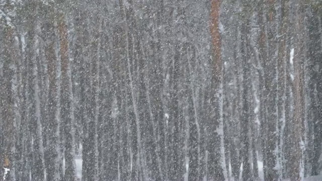 冬天下雪的松林和下雪的圣诞树。慢动作视频素材