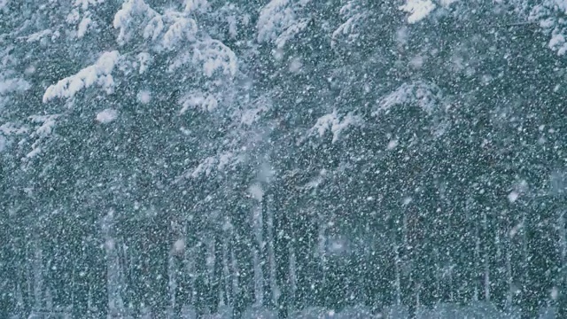 下雪的背景在冬天松林与下雪的圣诞树。慢动作视频素材