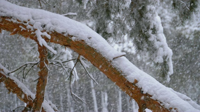 一棵松树的树干在冬天下雪的时候被雪覆盖。慢动作视频素材