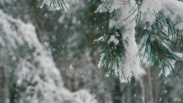 冬季松林与白雪覆盖的树枝圣诞树。慢动作视频素材