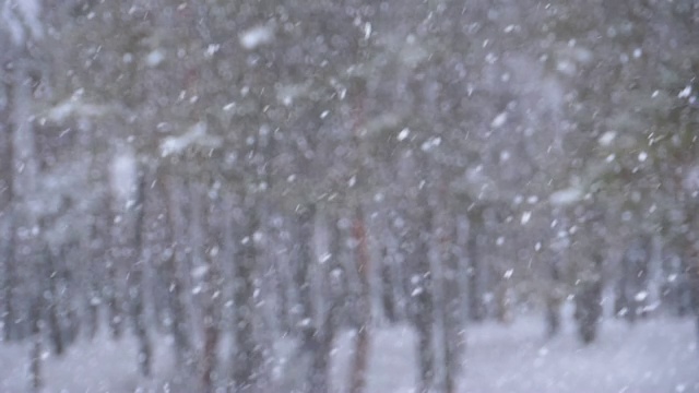 下雪的背景在冬天松林与下雪的圣诞树。慢动作视频素材