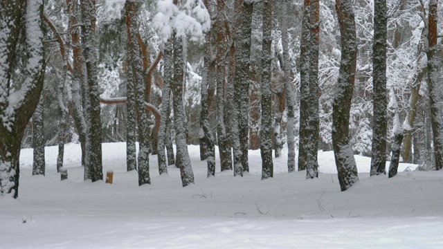 冬天下雪的松林和下雪的圣诞树视频素材