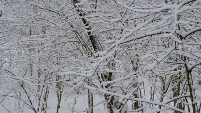 背景的冬天森林与白雪覆盖的树枝树视频素材