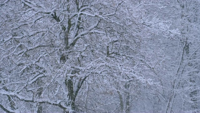 背景的冬天森林与白雪覆盖的树枝树视频素材